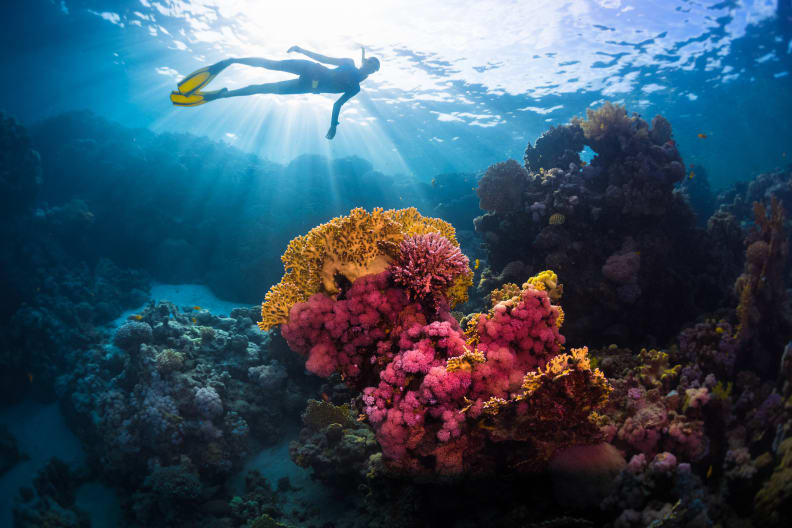 Free Diver schwimmt unter Wasser über dem lebhaften Korallenriff © iStock.com/mihtiander