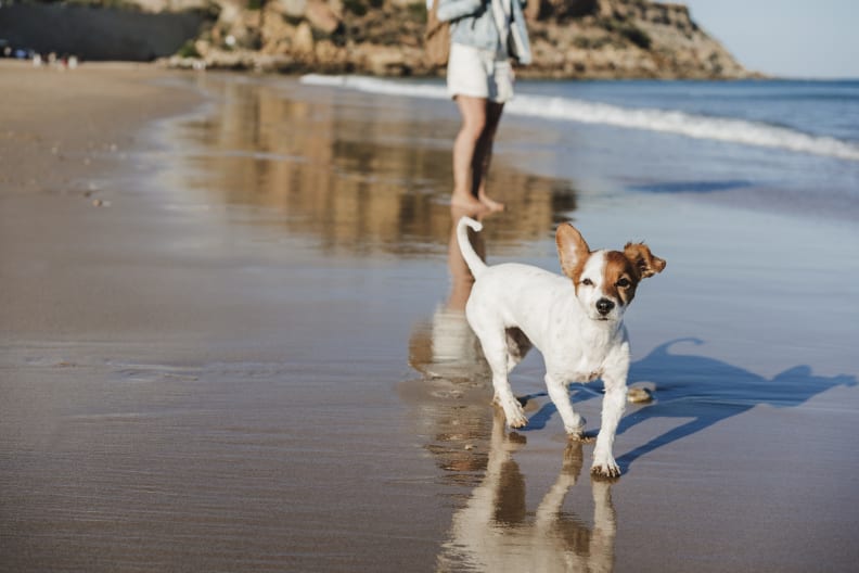 Hund am Strand ©Westend61/Westend61 via Getty Images