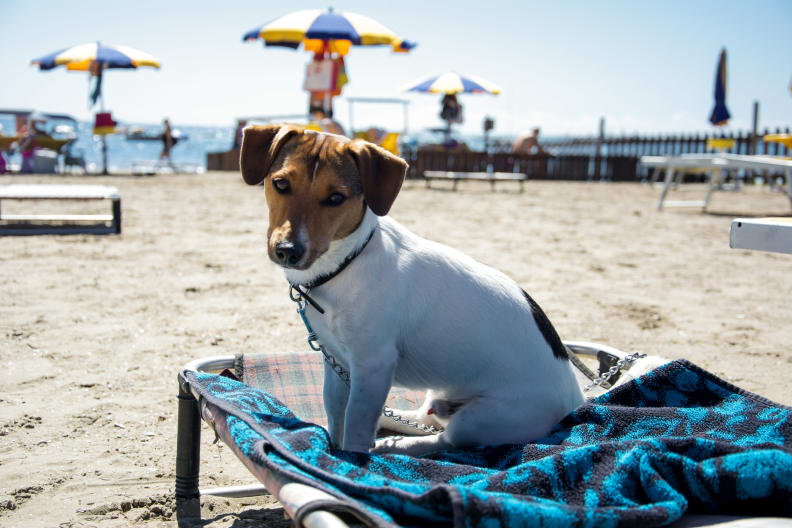 Hund am Strand ©Massimo Del Forno/500Px Plus via Getty Images