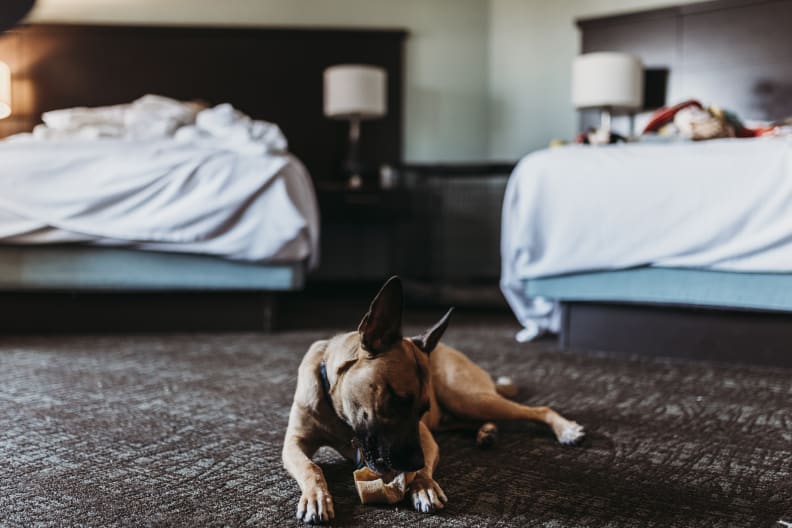 Hund zwischen Hotelbetten © Cavan Images/Cavan via Getty Images