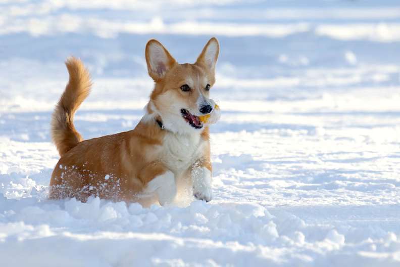 Kleiner Hund rennt durch tiefen Schnee und trägt ein Spielzeug im Maul.