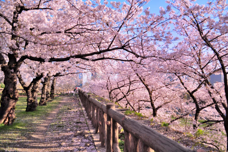 Kirschblüten, Osaka Park, Japan ©onosan via GettyImages