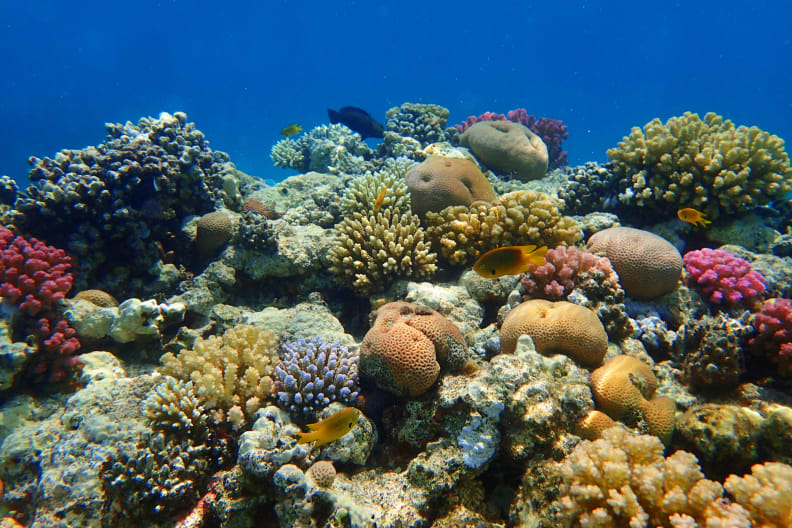 Korallenriff in Ägypten, Makadi Bucht © iStock.com/jonnysek