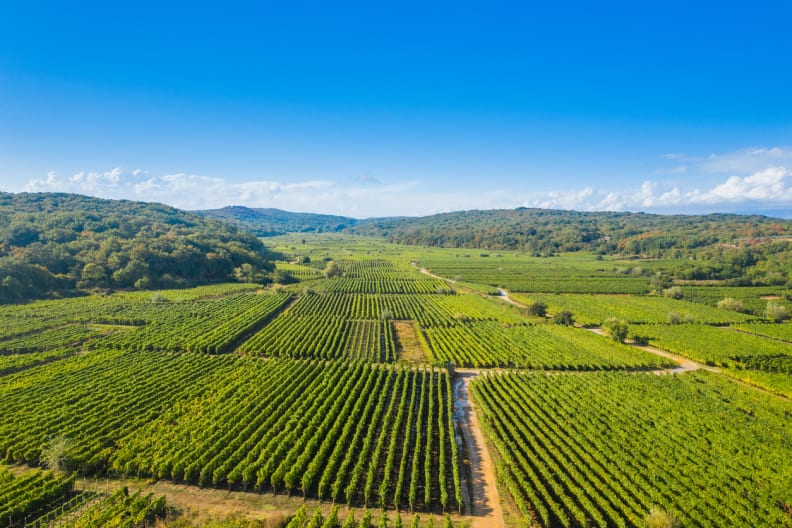 Luftaufnahme der Vrbnik Weinberge, Insel Krk, Kroatien © iStock.com/iascic