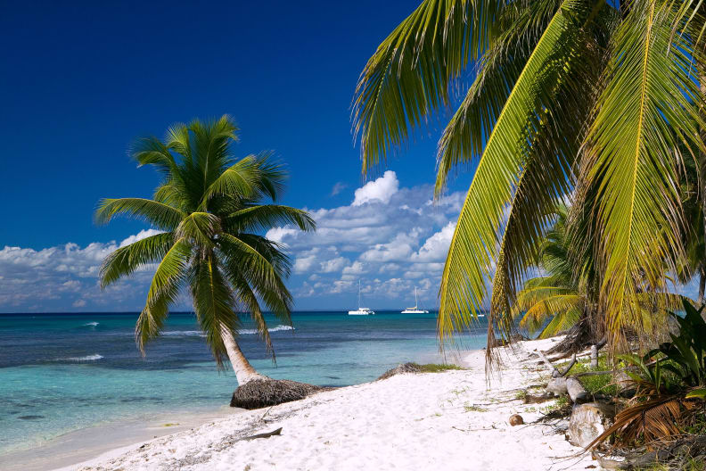 Palme am Strand, Isla Saona, Parque Nacional del Este, La Altagracia, Dominikanische Republik, Karibik ©Hans-Peter Huber/HUBER IMAGES