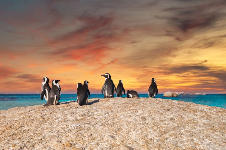 Pinguine in Kapstadt, Südafrika © stock.adobe.com -  Shawn