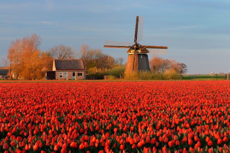 Tulpenfeld mit traditioneller holländischer Windmühle bei Alkmaar, Alkmaar, Benelux, Nordholland, Niederlande ©Cornelia Dörr/HUBER IMAGES