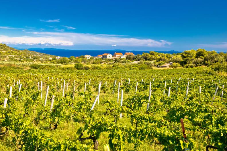 Weinberge, Insel Vis © xbrchx/iStock / Getty Images Plus via Getty Images