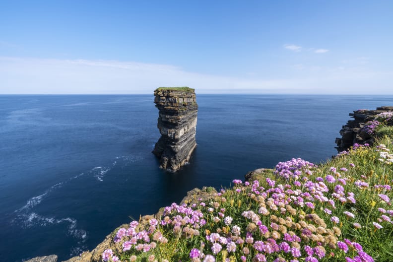 Blumen am Downpatrick Head in Irland.