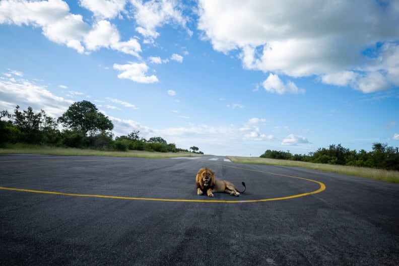 Ein Löwe liegt mitten auf einer Landebahn. © Mint Images/Mint Images RF via Getty Images