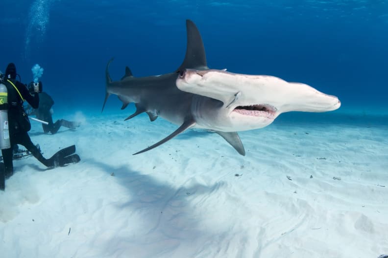 Ein Hammerhai vor einer Runde Tauchern in den Bahamas.
