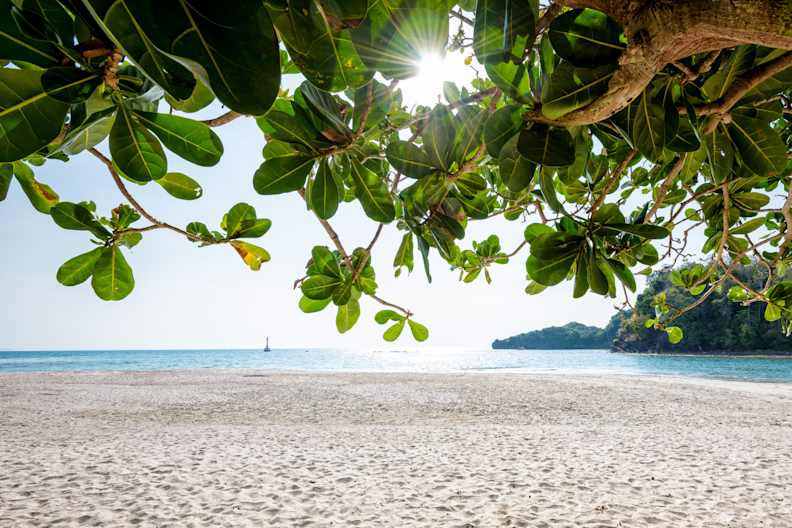 Blick durch die Blätter eines Katappenbaumes auf eine Bucht und Sandstrand