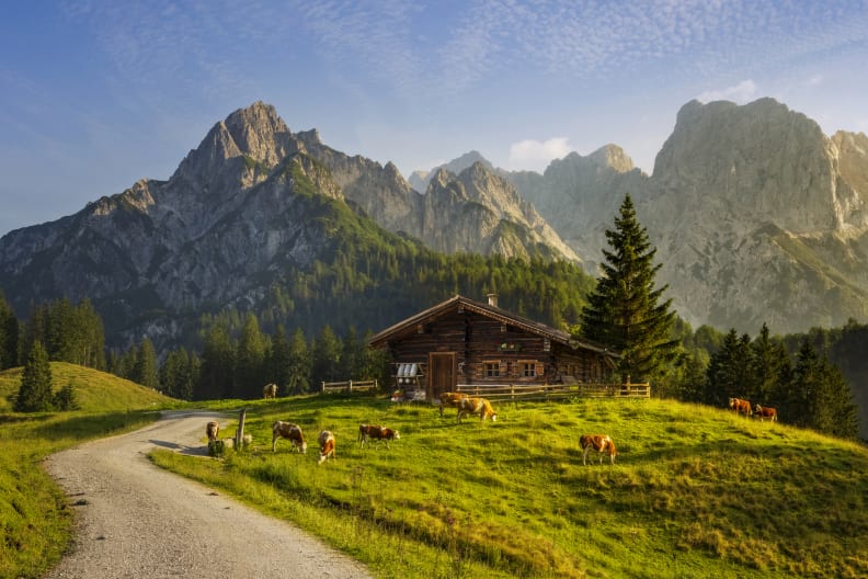 Kühe stehen auf einer Wiese vor einer Hütte und Bergen.