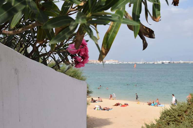 Blick auf den Playa Waikiki auf Fuerteventura. Im Vordergrund ist eine rosa Blume zu sehen. Im Hintergrund Personen am Strand und das Meer.