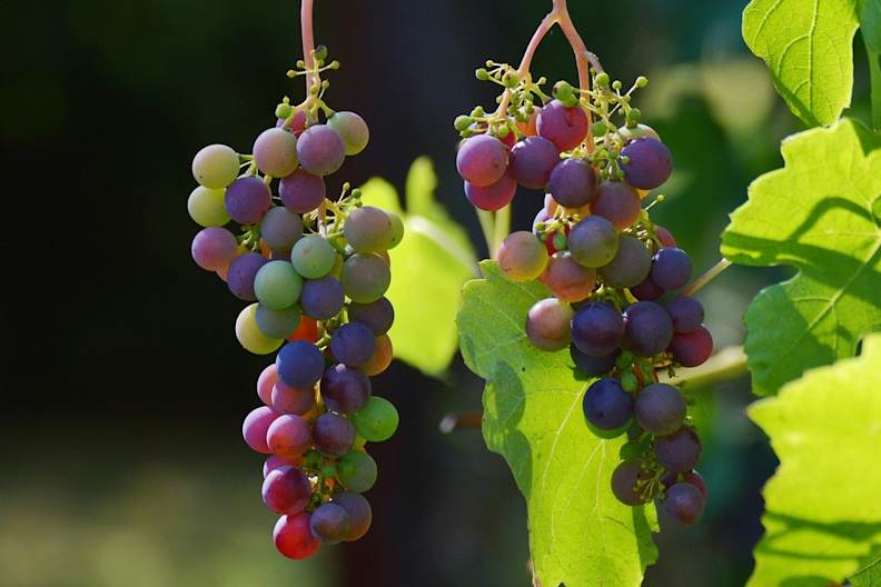 In den Weinbaugebieten Europas findet derzeit die Weinlese statt. © congerdesign/pixabay.com