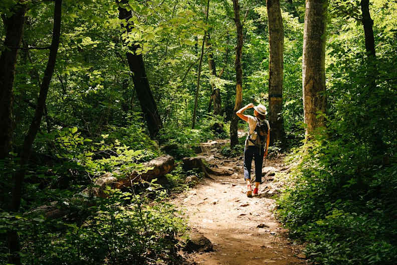 Zwischen Frühjahr und Sommer und stehen Wälder voll im Leben. © Dmitry Galaganov/Shutterstock.com