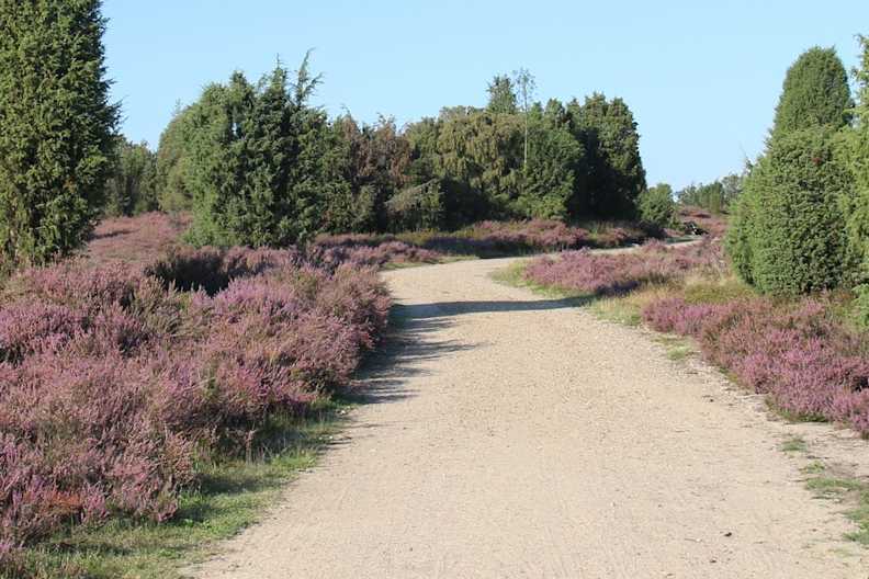 Zwischen August und September erstrahlt die Lüneburger Heide in sattem Lila. © Sandra Lorenzen-Mueller/Shutterstock.com