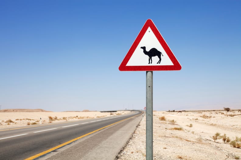 Straßenschild warnt vor Kamelen in der Nähe der Autobahn. © Goldfaery/iStock / Getty Images Plus via Getty Images