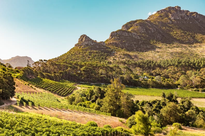 Weinberge in Constantia bei Kapstadt, Südafrika.