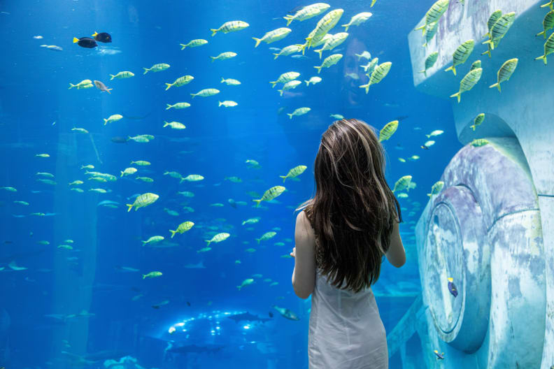 Frau steht an einem Unterwasserfenster und blick auf bunte Fische.