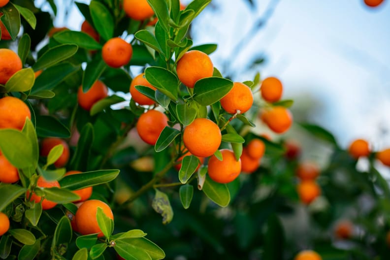 Kumquats auf Kos, Griechenland
