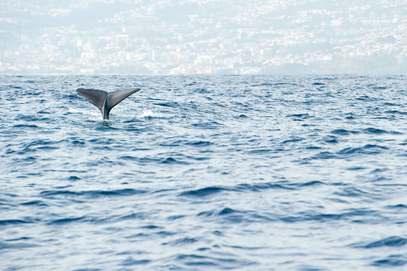 Whale Watching vor der Insel Madeira