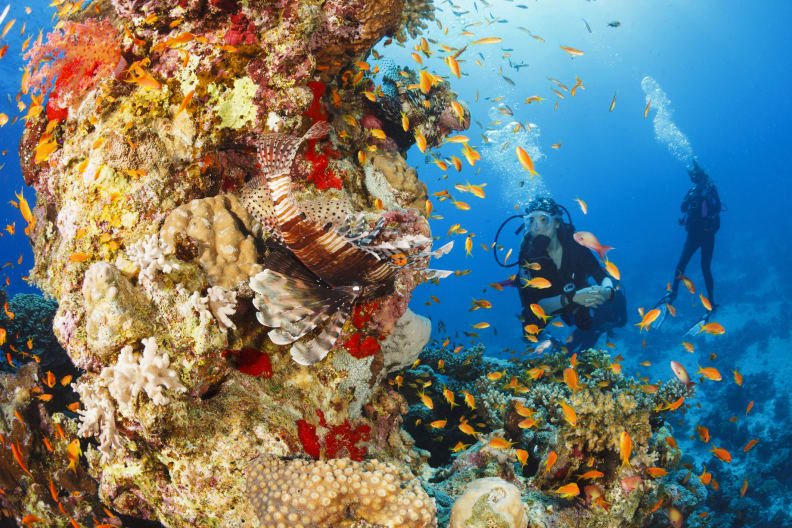 Paradies für Taucher und Schnorchler in Ägypten © gettyimages / ultramarinfoto