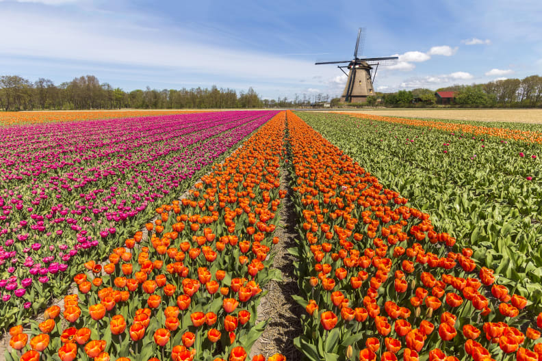 Tulpenfeld im Keukenhof, Südholland