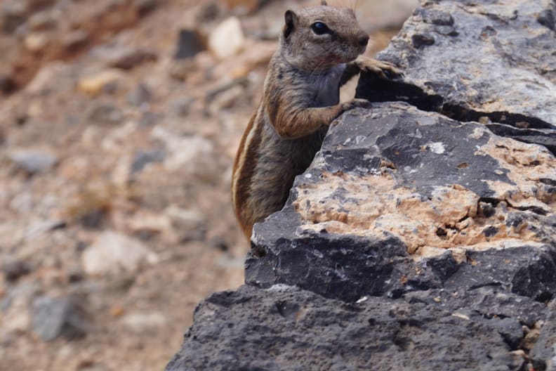 Atlashörnchen auf Fuerteventura
