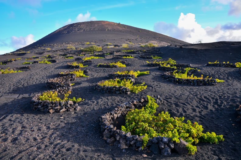 Vineyards in La Geria Lanzarote