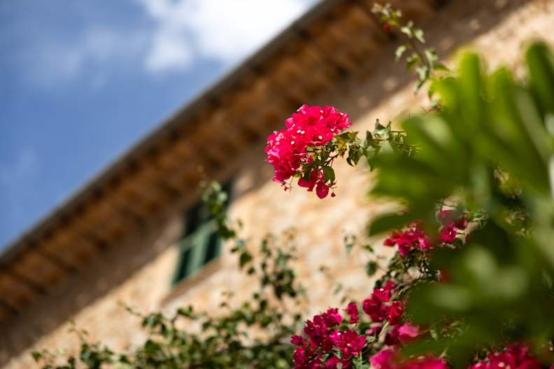 Blumen im Ort Deià auf Mallorca, Spanien