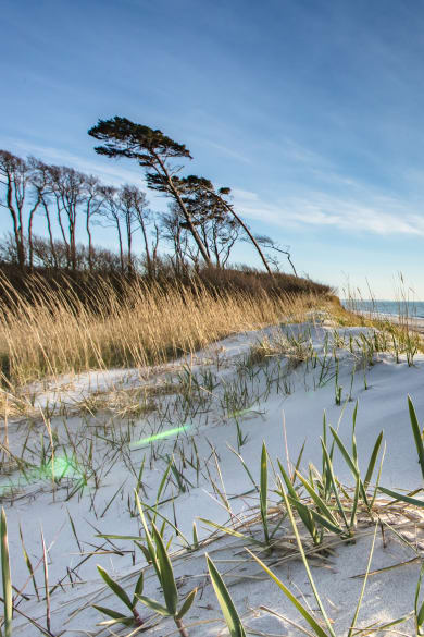 Dünen auf Usedom © haiderose - stock.adobe.com