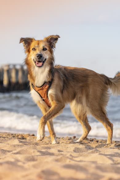 Hund am Strand ©Anita Kot/Moment via Getty Images