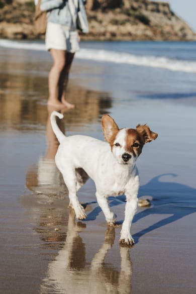 Hund am Strand ©Westend61/Westend61 via Getty Images