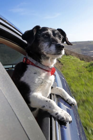 Hund in Auto, Frankreich © Peter Cade/Stone via Getty Images