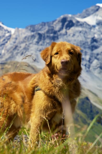 Retriever in den österreichischen Bergen auf einer Almwiese mit Felsen © iStock.com/Rene Notenbomer