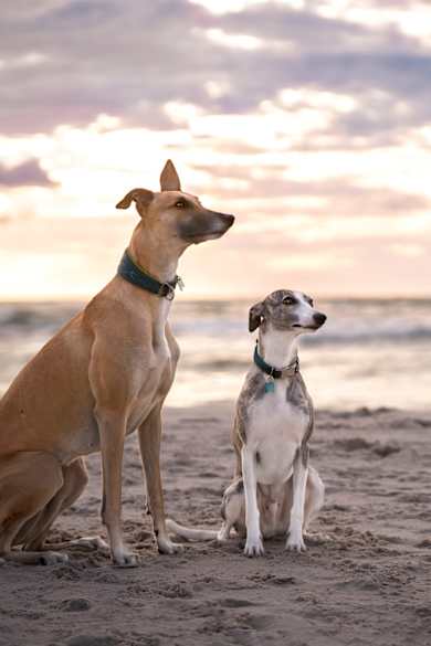 Zwei Hunde am Strand © Anita Kot/Moment via Getty Images
