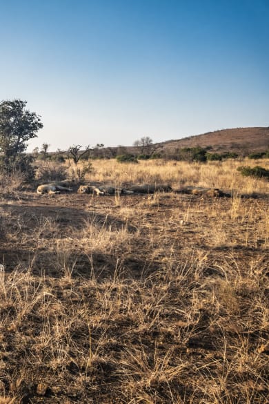 Ein Safari-Jeep fährt an einer Gruppe liegender Löwen vorbei.