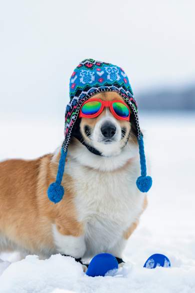 Ein Hund hockt auf zwei Skiern im Schnee. Er trägt eine Wollmütze und eine Sonnenbrülle.