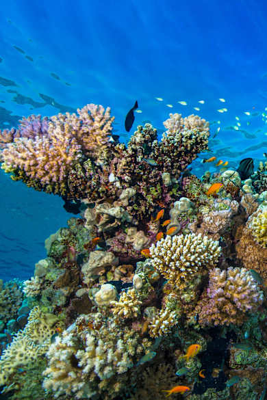 Eine junge Frau schnorchelt im roten Meer.
