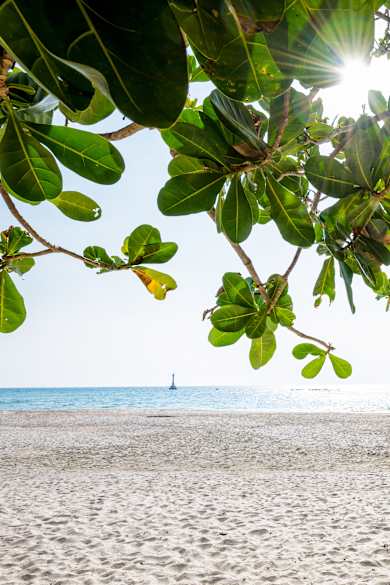 Blick durch die Blätter eines Katappenbaumes auf eine Bucht und Sandstrand