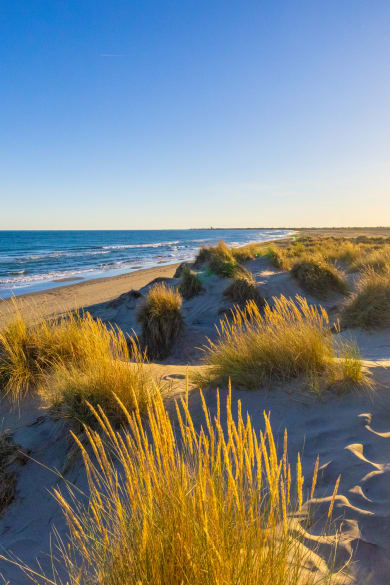 Marramgras wächst am Meeresufer am Strand. © SimonSkafar/iStock / Getty Images Plus via Getty Images