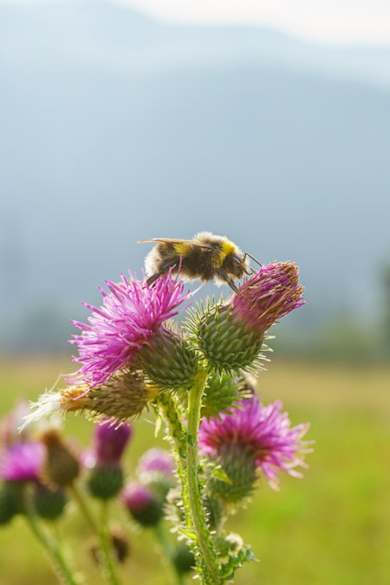 Slowenien ist stolz auf seine Tradition als Bienennation. © istock/zlyka2008