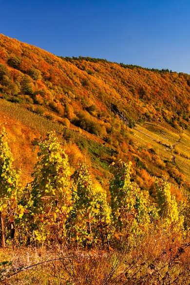 Die Mosel ist eine von Deutschlands beliebtesten Reiseregionen im Herbst. © Bas Meelker/Shutterstock.com