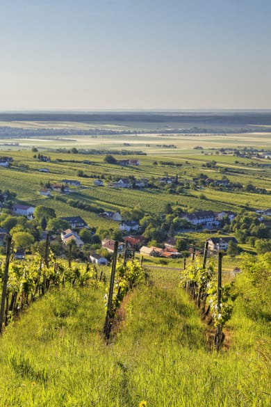 Weinfelder in Oberwart, Burgenland, Österreich