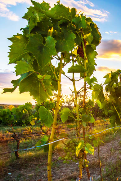 Sonnenuntergang an einem Weinberg in Istrien, Kroatien