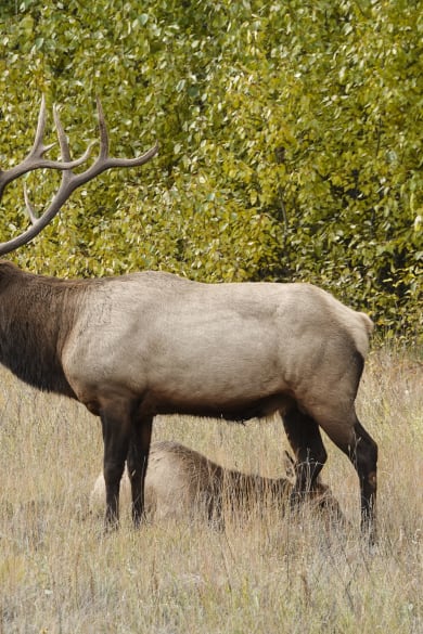 Elk mit Kalb auf einer Wiese