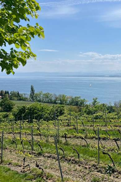 Panoramablick über die Weinreben auf den Bodensee © Nathalie Krieg