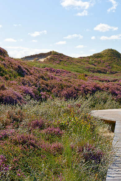 Bohlenweg durch die Heide © Stefan Hack