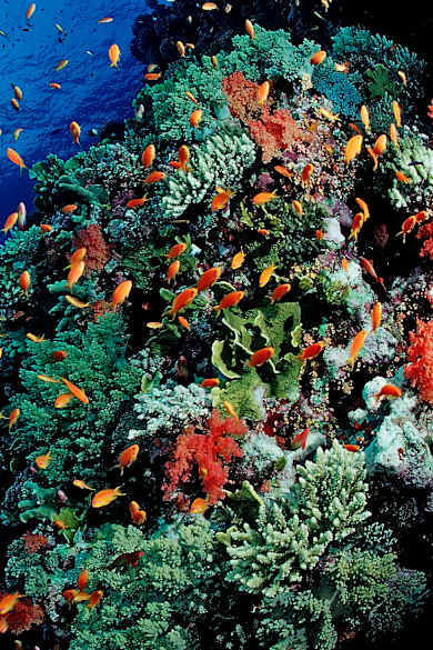 Ein Korallenriff mit bunten Fischen